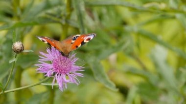 kelebek tavus kuşu içecekler tatlı nektar bir çiçek cornflower yakın