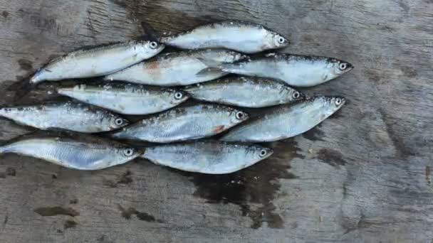 Tas Petit Poisson Vendeur Près Arrêter Mouvement — Video