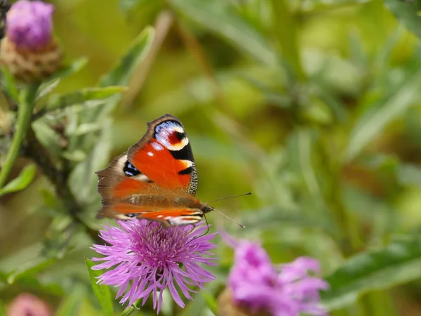 Farfalla Pavone Beve Dolce Nettare Fiore Fiordaliso Vicino — Foto Stock