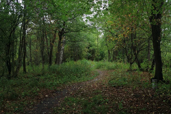 Paisagem florestal de outono com caminho — Fotografia de Stock