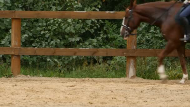 Reiter Pferd Kommt Vorbei Reiterbeine Steigbügeln Peitsche Der Hand Reihenfolge — Stockvideo