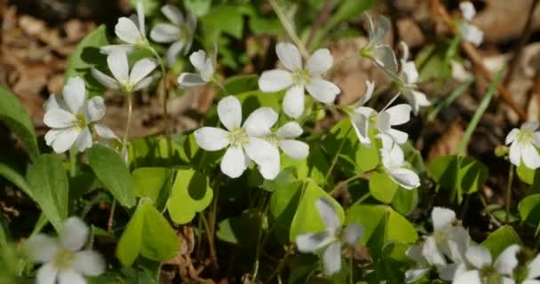 Första Vårblommor Anemone Nemorosa Lyser Solens Strålar — Stockvideo