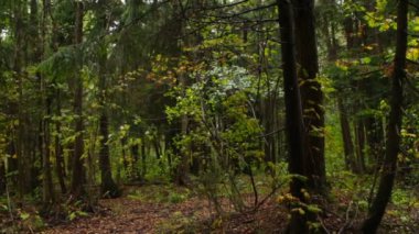 kasvetli orman, sonbahar manzara, panorama