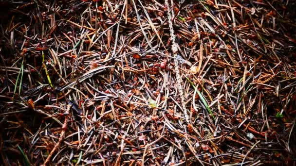 工蚁建造了一座蚂蚁山的近景 — 图库视频影像
