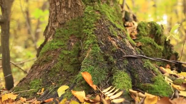 生长在大树树皮上的绿色苔藓 秋天的森林 照相机的运动 — 图库视频影像