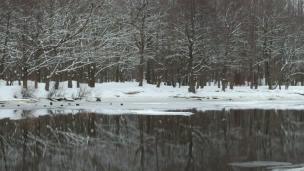 Téli Táj Panoráma Levelek Nélküli Fák Tükröződnek Vízben — Stock videók
