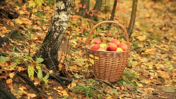 Cesto Vimini Con Mele Rosse Paesaggio Autunnale Vicino Ciclo — Video Stock