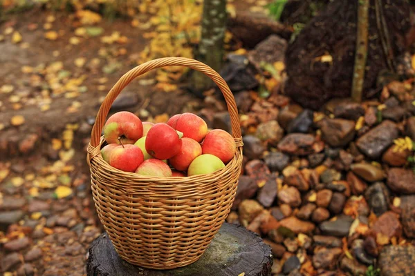 Wicker basket with red apples autumn — Stock Photo, Image