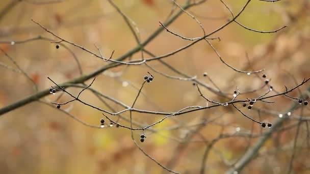 Raindrops Black Berries Bird Cherry Autumn Rainy Weather — Stock Video
