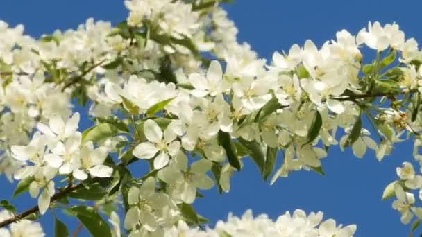Flores Brancas Maçã Ramo Árvore Contra Céu Azul Dia Ensolarado — Vídeo de Stock