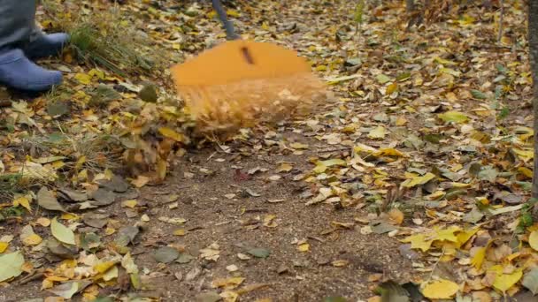 Autunno Uomo Con Rastrello Pulisce Foglie Cadute Nel Cortile Vicino — Video Stock