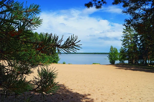 Pine Branch Green Needles Summer Landscape — Stock Photo, Image