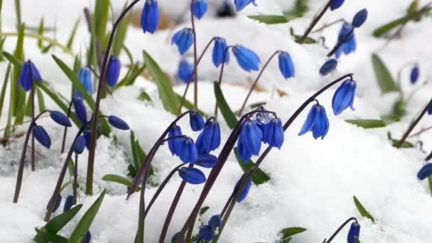 Scilla Flores Azules Bajo Nieve Primavera Primer Plano — Vídeo de stock