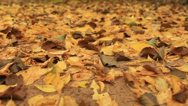 Fallna Gula Blad Nära Kamera Rörelse — Stockvideo