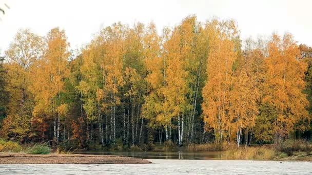 Березы Желтыми Листьями Озера Осенний Пейзаж — стоковое видео