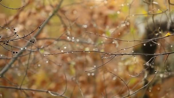 Podzimní Déšť Kapky Deště Větvích Stromů Rozmazané Pozadí — Stock video
