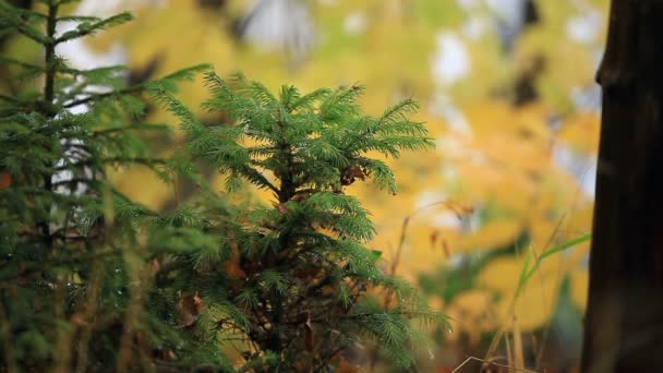 Kleine Groene Sparren Het Gele Bos Dicht Bij — Stockvideo