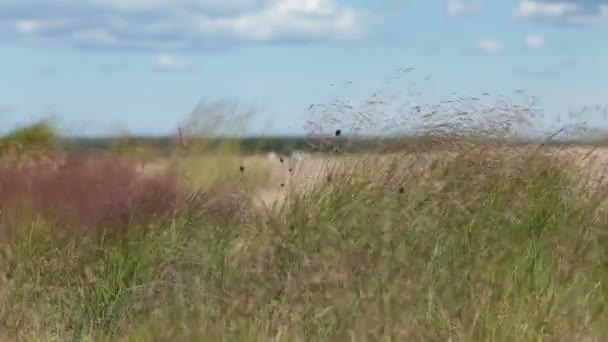 Duinen Verlaten Wild Strand Bij Winderig Weer Uitzicht Lage Hoek — Stockvideo