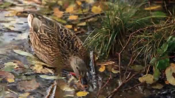 Mallard Πάπια Στο Νερό Μεταξύ Πεσόντων Φύλλων Κοντά Στο — Αρχείο Βίντεο