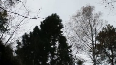 Kara sonbahar orman yansıması, titreyen arka plan