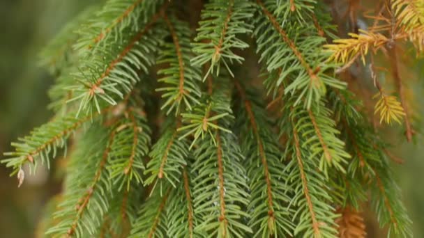 針葉樹の枝 棘のある緑色のトウヒの枝を閉じると 動きのカメラ クリスマス 新年の背景 — ストック動画