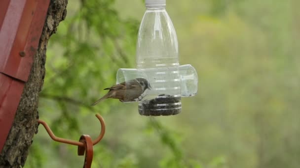 Sparrow Bij Vogelvoederbedrijven Met Zaden Dicht Bij — Stockvideo