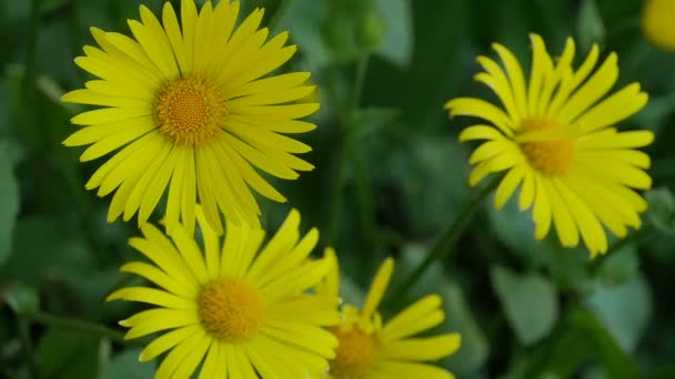 近くに黄色いドロニクムの花を咲かせゆっくりとした動き — ストック動画