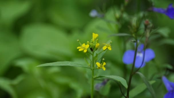 Flores Plantas Medicinales Amarillas Erysimum Cheiranthoides — Vídeos de Stock