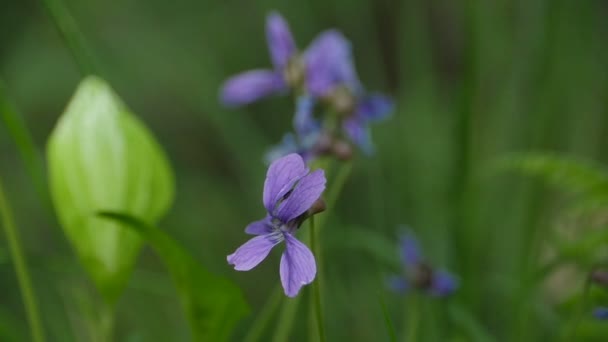 Skog Violett Blommor Medicinalväxt Traditionell Medicin — Stockvideo