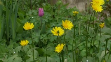 Sarı çiçek doronicum 'a yakın, yavaş çekim