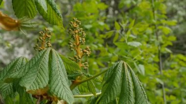 Kestane ağacının tomurcukları yakın plan, Aesculus hipocastanum, At kestanesi