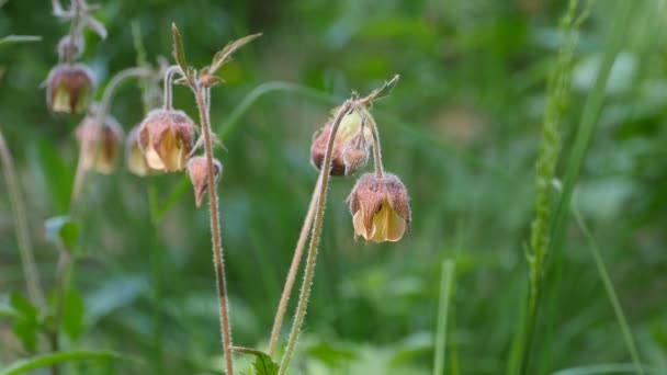 花Geum Rivaleクローズアップ 民間医療で使用される薬用植物 — ストック動画