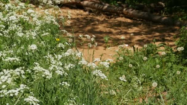 Fioritura Fiori Margini Della Foresta Giornata Sole Paesaggio Panoramico — Video Stock