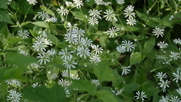 Flores Blancas Floreciendo Flor Estrellada Planta Medicinal Utilizada Medicina Tradicional — Vídeo de stock