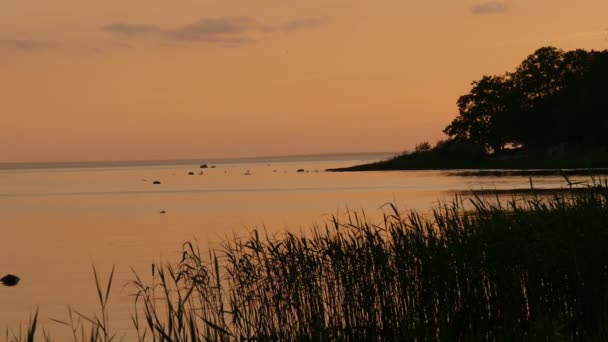 Noite Vermelha Pôr Sol Nos Juncos Lago Primeiro Plano Cena — Vídeo de Stock