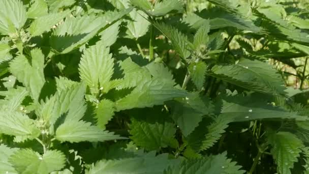 Foglie Verdi Boscaglie Ortiche Piante Officinali Vegetali Nella Medicina Tradizionale — Video Stock