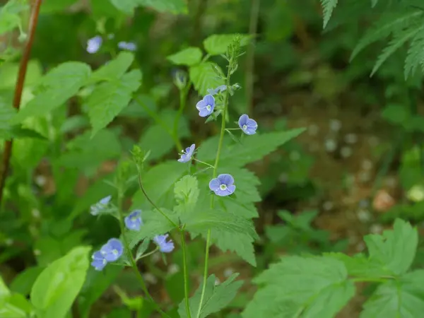 Blue Flowers Veronica Chamaedrys Herbal Medicative Plant — Stock Photo, Image