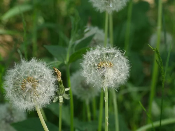 Семена Одуванчиков Пушистыми Зонтиками Соцветии — стоковое фото