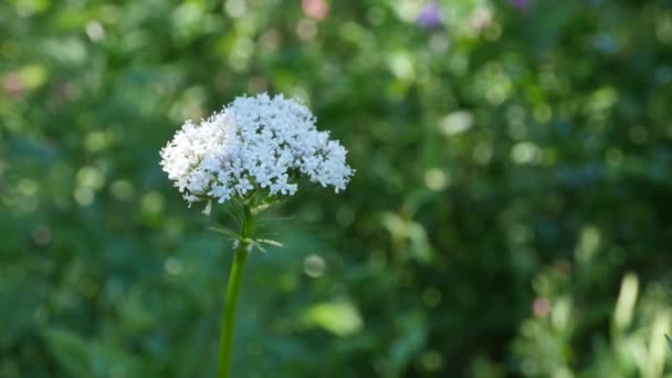 Weiße Blüten Blühen Baldrian Aus Nächster Nähe Kräuterpflanze — Stockvideo