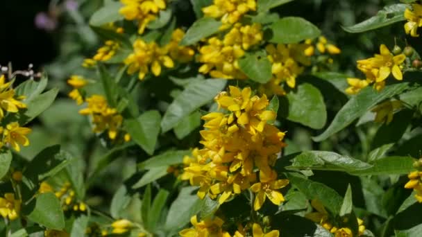 Yellow Hypericum Flowers Nature Herbal Medicative Plant — Stock Video