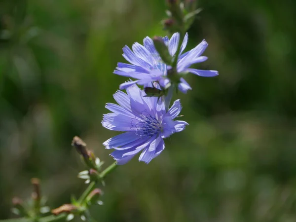 Blue Chicory Flowers Nature Close Herbal Medicative Plant — Stock Photo, Image