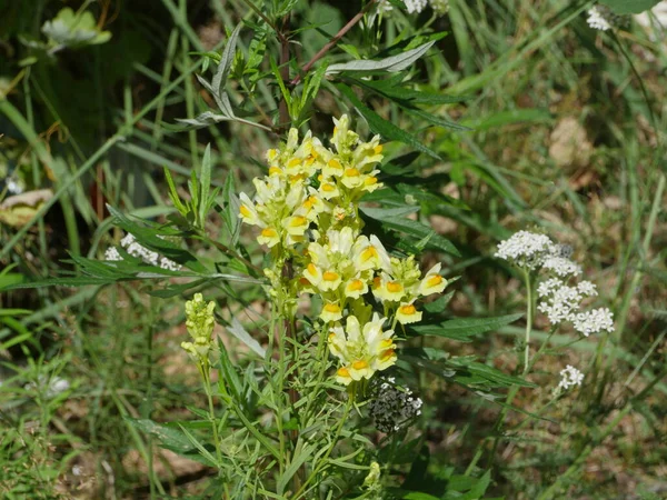 Flores Amarelas Toadflax Comum Plantas Medicinais Base Plantas — Fotografia de Stock