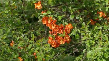 Çiçek açan kırmızı ayva çiçeği.