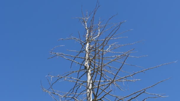 Stamm Eines Getrockneten Baumes Vor Blauem Himmel Symbol Des Todes — Stockvideo