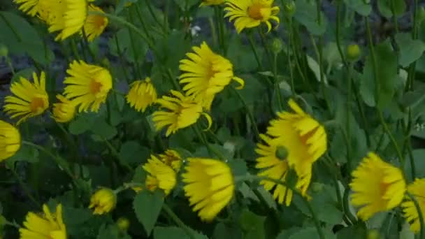 Flautas Doronicum Flor Amarela Vento Câmera Lenta — Vídeo de Stock