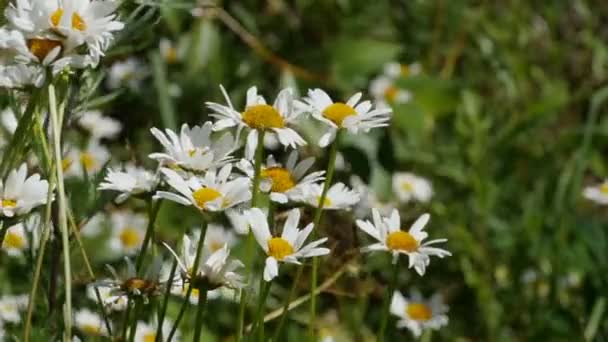 Vita Blommor Vild Kamomill Naturen Närbild — Stockvideo