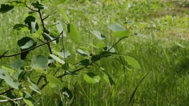 Titreyen kavak yaprakları 