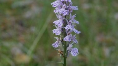 Orkideler yukarıdan aşağıya vahşi panoramada