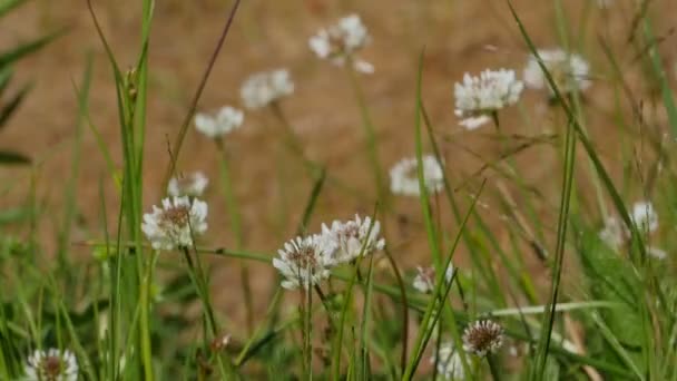 Trébol Rosa Flores Silvestres Planta Hierbas Cerca — Vídeo de stock