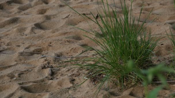 Зеленая Трава Среди Песка Пустыни — стоковое видео